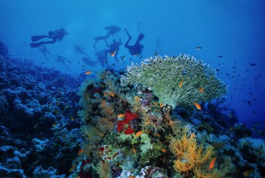 Staghorn coral (Acropora cervicornis) and scuba divers clipart