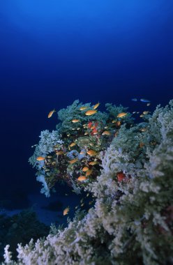 Tropikal Anthias (Pseudanthias squamipinnis) ve yumuşak mercanlar