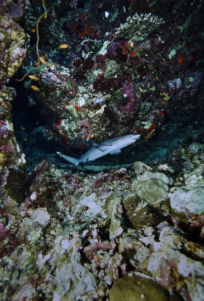 Malé whitetip šedý žralok — Stock fotografie
