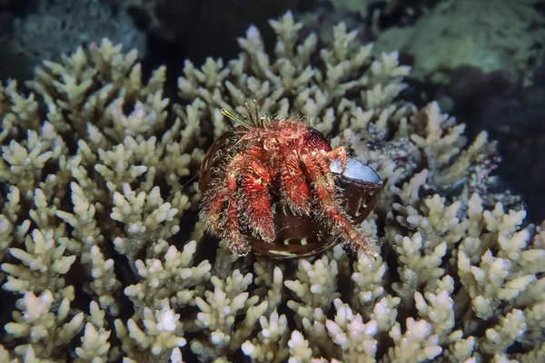 Caranguejo-eremita (Pagurus berhardus) sobre corais duros — Fotografia de Stock