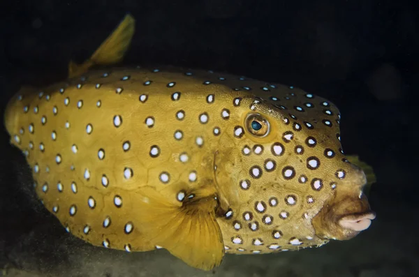 Sarı benekli Boxfish (Ostracion destek) — Stok fotoğraf