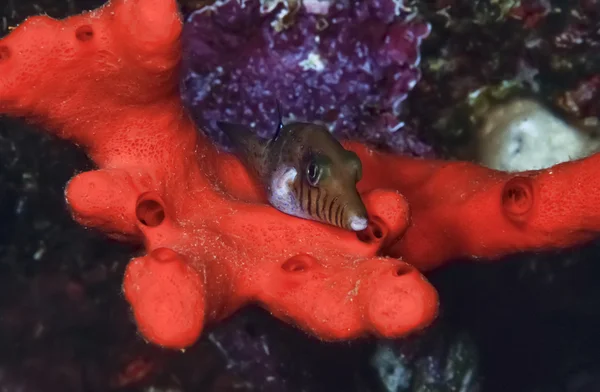 Peixe-boi manchado jovem (Ostracion meleagris) em uma esponja vermelha — Fotografia de Stock