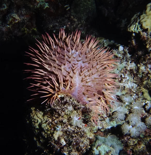 Tropical sea urchin (Acanthaster planci) — Stock Photo, Image