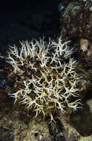 Tvrdé korály — Stock fotografie