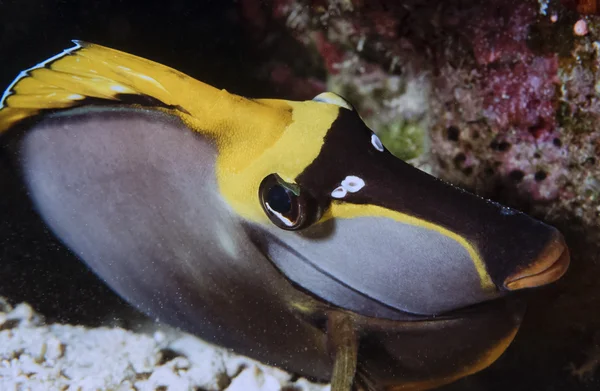 Black Surgeonfish (Acanthurus gahhm) — Stock Photo, Image