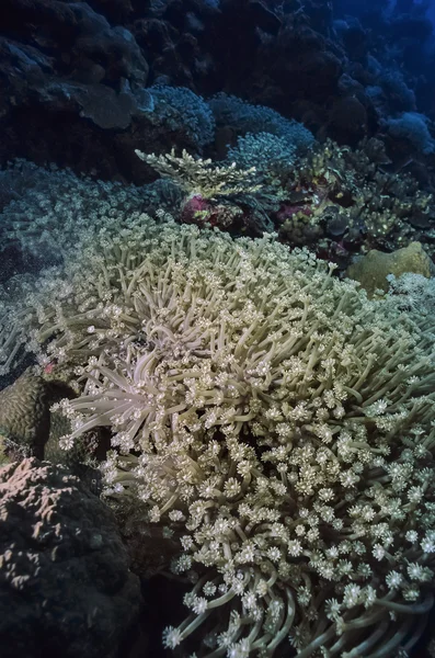 Soft corals — Stock Photo, Image