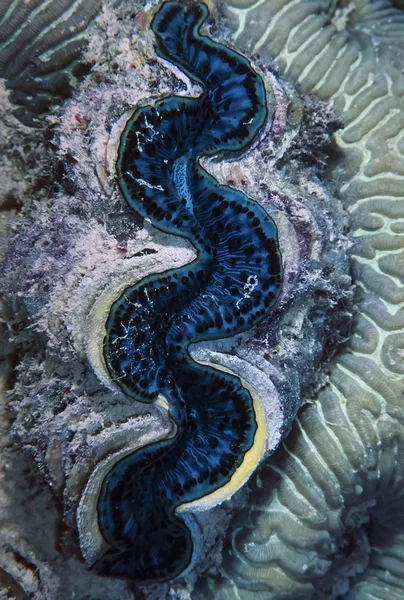 Tridacna shell (Tridacne gigas) on brain coral — Stock Photo, Image