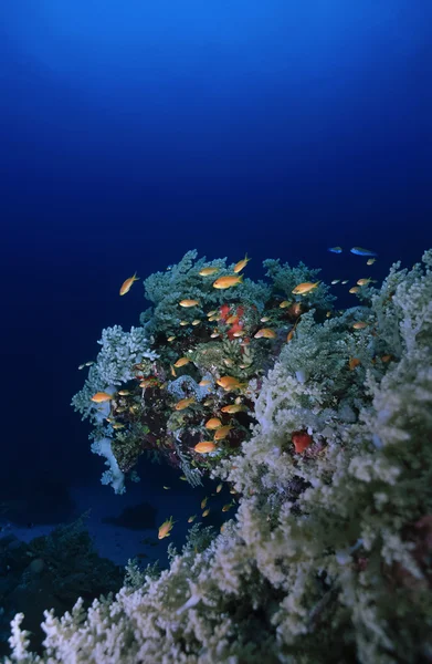 Tropikal Anthias (Pseudanthias squamipinnis) ve yumuşak mercanlar — Stok fotoğraf