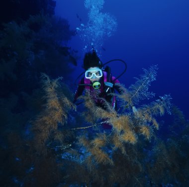 SUDAN, Red Sea, U.W. photo, diver and Black Coral