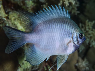 Sudan, Kızıldeniz, UW fotoğraf, staghorn ederler (amblyglyphidodon curacao)