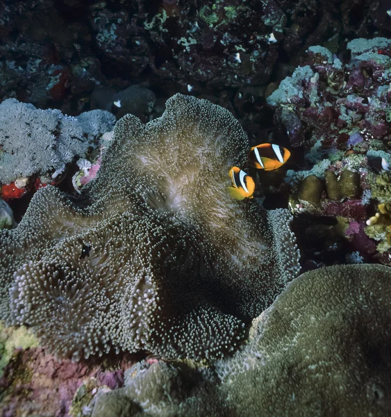 Súdán, Rudé moře, u.w. fotografie, klauni a anemonefish — Stock fotografie