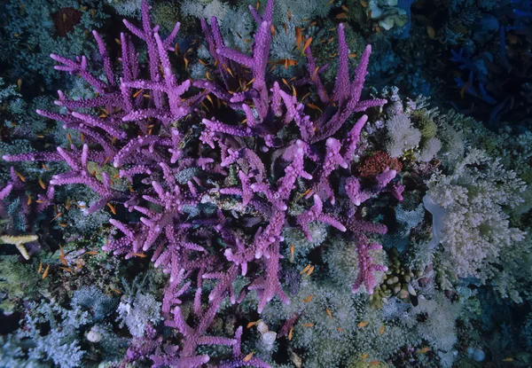 スーダン、紅海、u. w 写真、サンゴ珊瑚 (ミドリイシ cervicornis) — ストック写真