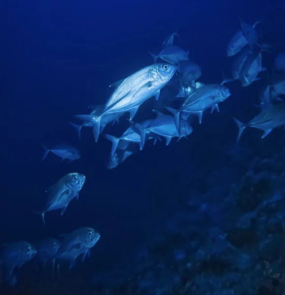 SUDAN, Mar Rosso, U.W. foto, Sanghaneb Reef, una scuola di Jack (Caranx lugubris ) — Foto Stock