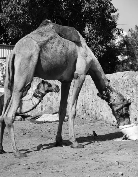 Camels eating — Stock Photo, Image