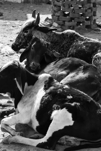 Święte krowy — Zdjęcie stockowe