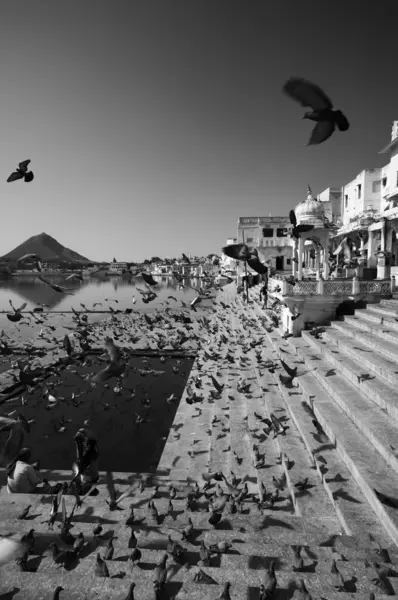 View of the town and the sacred lake, crowded by pigeons — Stock Photo, Image