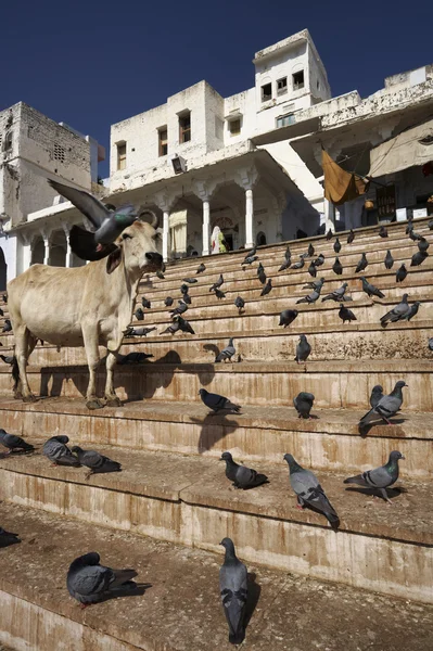 Pigeons et une vache sacrée sur les marches du lac — Photo