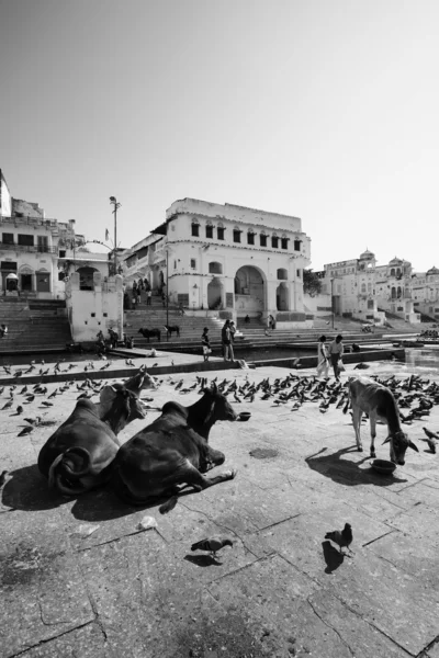 Vue sur la ville et le lac sacré, bondé de pigeons et de vaches sacrées — Photo