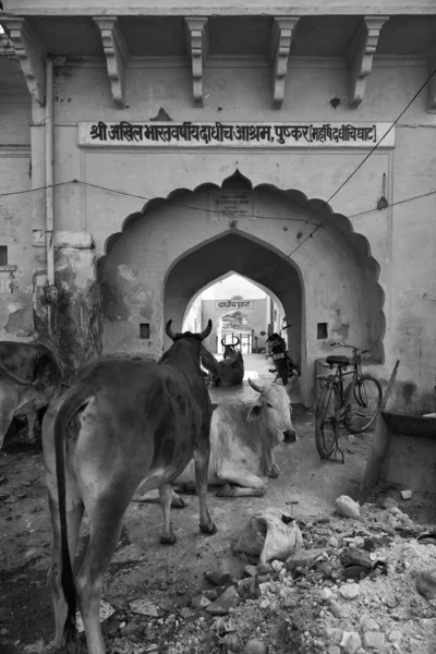 Święte krowy w jednej z bram do jeziora (Ghaty) — Zdjęcie stockowe