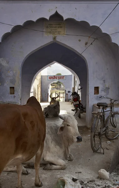 Święte krowy w jednej z bram do jeziora (Ghaty) — Zdjęcie stockowe