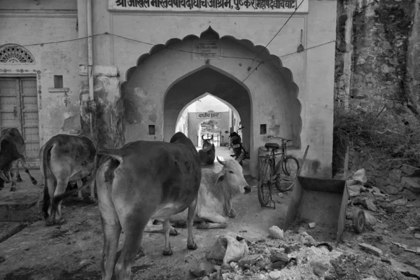 Vacas sagradas en una de las puertas del lago (Ghats ) —  Fotos de Stock