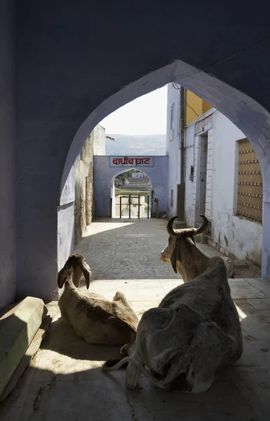 Sacred cows in one of the gates to the lake (Ghats) — Stock Photo, Image