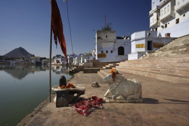 Hindistan, rajasthan, pushkar, şehrin görünümünü ve bir eski dini kutsal inek heykeli