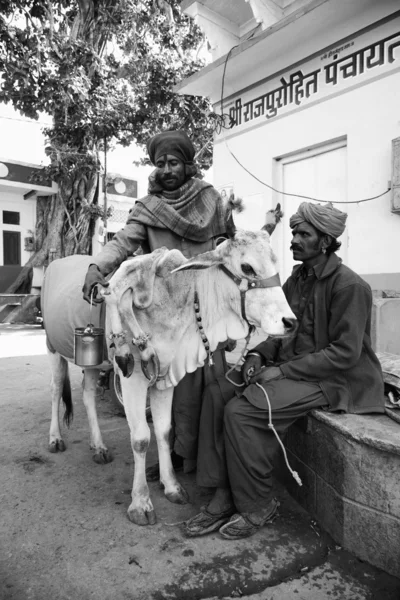 Uomini indiani e una vacca sacra — Foto Stock