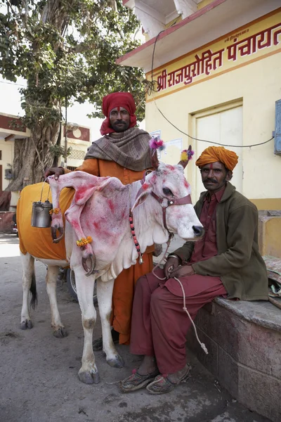 Indian men and a sacred cow — Stock Photo, Image