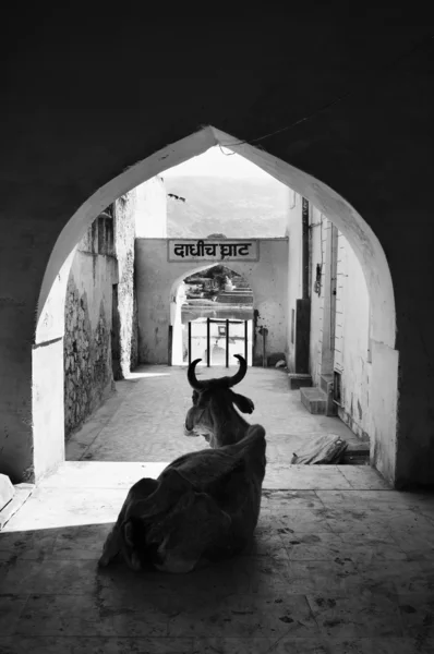 Sacred cow in one of the gates to the lake (Ghats) — Stock Photo, Image