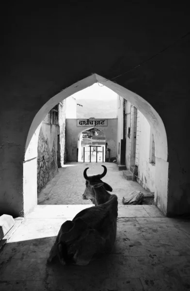 Sacred cow in one of the gates to the lake (Ghats) — Stock Photo, Image