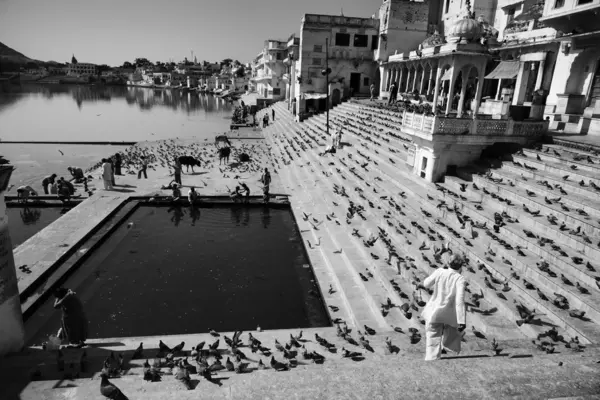 Pombos e vacas sagradas nos degraus para o lago — Fotografia de Stock