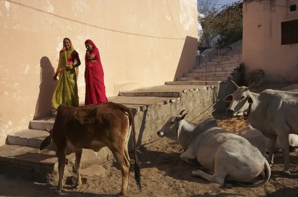 Mulheres indianas vestindo sari e vacas sagradas — Fotografia de Stock