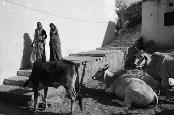 Indické ženy v sárí a posvátné krávy — Stock fotografie