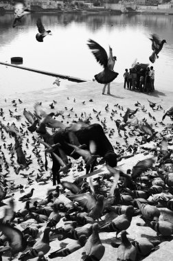 Güvercinler ve kutsal inekler göl basamaklarda