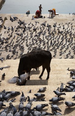 Güvercinler ve kutsal inekler göl basamaklarda