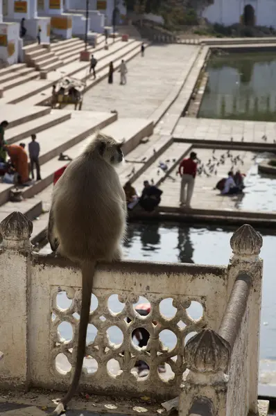 Un mono indio mira a los peregrinos — Foto de Stock