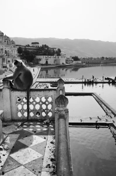 Indyjski małpa patrzy na pielgrzymów — Zdjęcie stockowe