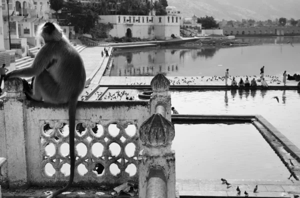 An indian monkey looks at the pilgrims — Stock Photo, Image