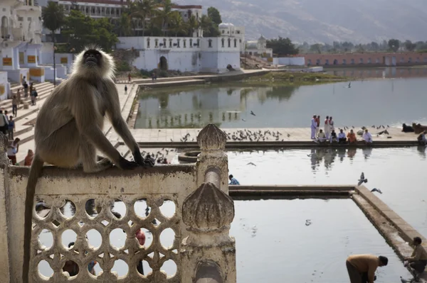 An indian monkey looks at the pilgrims — Stock Photo, Image