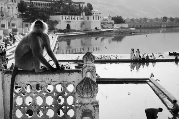 An indian monkey looks at the pilgrims — Stock Photo, Image