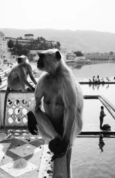 Les singes indiens regardent les pèlerins prendre un bain — Photo