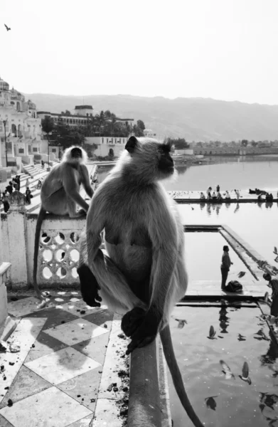 Scimmie indiane guardano i pellegrini fare il bagno — Foto Stock