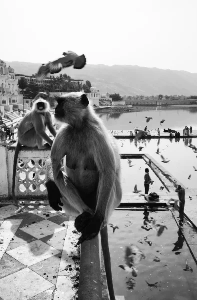 Scimmie indiane guardano i pellegrini fare il bagno — Foto Stock