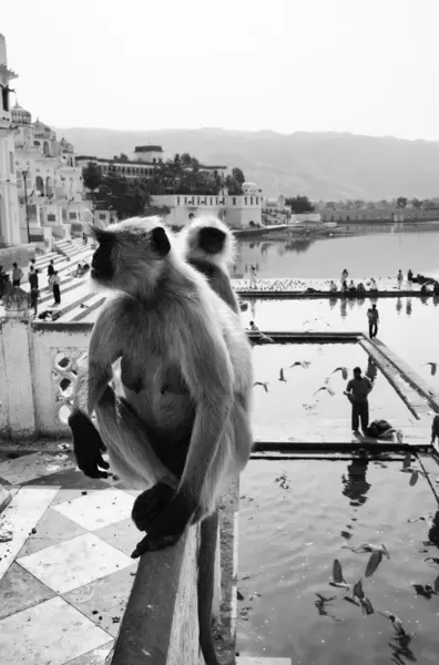 Scimmie indiane guardano i pellegrini fare il bagno — Foto Stock