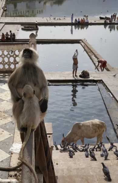 En indisk apa ser på pilgrimer — Stockfoto