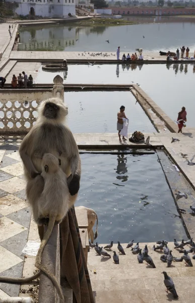 Un singe indien regarde les pèlerins — Photo