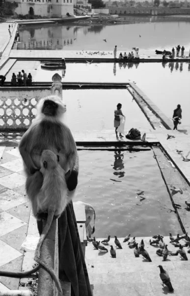 印度的猴子看着朝圣者 — 图库照片
