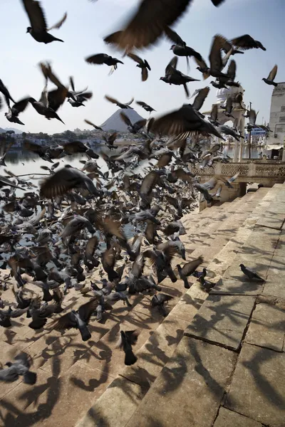 Pigeons on the steps to the sacred lake — Stock Photo, Image