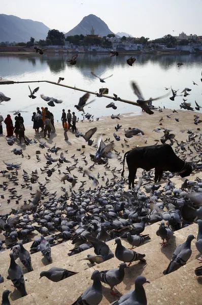 Palomas y vacas sagradas en los escalones del lago —  Fotos de Stock